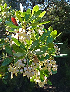 Strawberry Tree - Arbutus unedo © John Muddeman